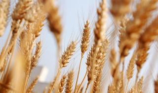 今天小麦多少钱一斤